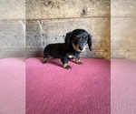 Small #13 Dachshund
