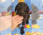 Small Photo #8 Labrador Retriever-Unknown Mix Puppy For Sale in Tampa, FL, USA