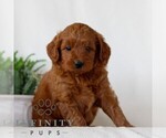 Small #1 Goldendoodle (Miniature)