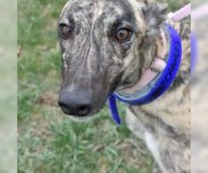 Greyhound Dogs for adoption in Grandville, MI, USA
