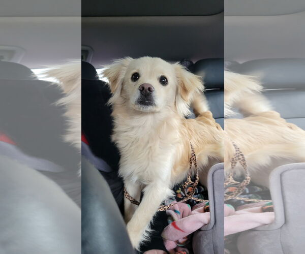 Medium Photo #5 Retriever -Unknown Mix Puppy For Sale in Bellevue, WA, USA