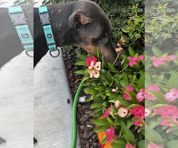 Medium Photo #8 Doberman Pinscher Puppy For Sale in Buffalo, MN, USA