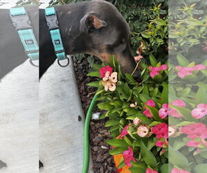 Diamond - Female Doberman Pinscher Dog for Adoption - Photo #8