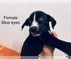 German Shorthaired Pointer Puppy for sale in ESPANOLA, NM, USA