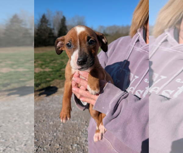 Medium Photo #3 Mutt Puppy For Sale in SHERBURNE, NY, USA