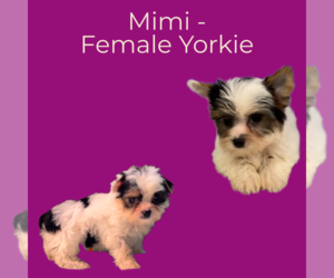 Yorkshire Terrier Puppy for sale in AZLE, TX, USA