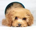 Small Photo #5 Poodle (Miniature) Puppy For Sale in LAS VEGAS, NV, USA