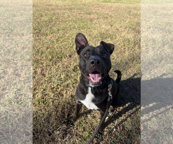 Medium Photo #9 Beagle-Unknown Mix Puppy For Sale in Rustburg, VA, USA