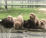 Small Photo #2 Labradoodle Puppy For Sale in FLORENCE, TX, USA