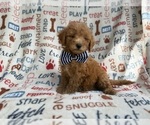 Small #5 Goldendoodle (Miniature)