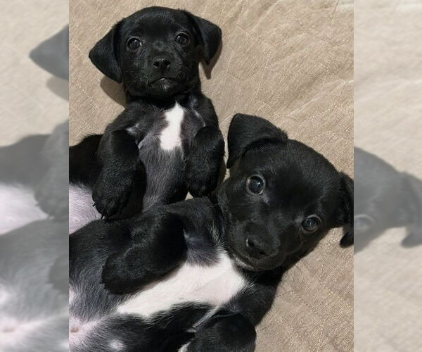 Medium Photo #1 Mutt Puppy For Sale in Riverside, CA, USA