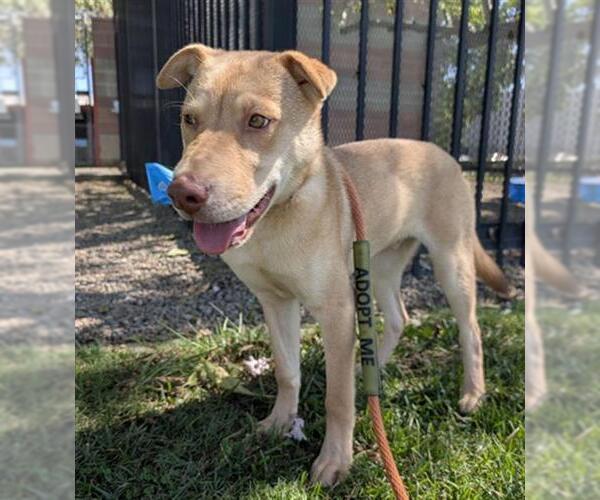 Medium Photo #2 Chinese Shar-Pei-Unknown Mix Puppy For Sale in Redlands, CA, USA