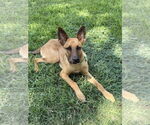 Small #9 German Shepherd Dog Mix