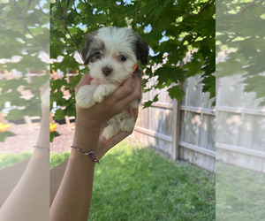 Havanese Puppy for sale in CAMBRIDGE, NE, USA