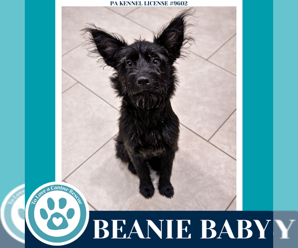 Medium Photo #4 Mutt Puppy For Sale in Kimberton, PA, USA