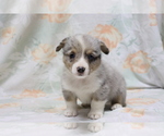 Small Photo #3 Pembroke Welsh Corgi Puppy For Sale in SHILOH, OH, USA