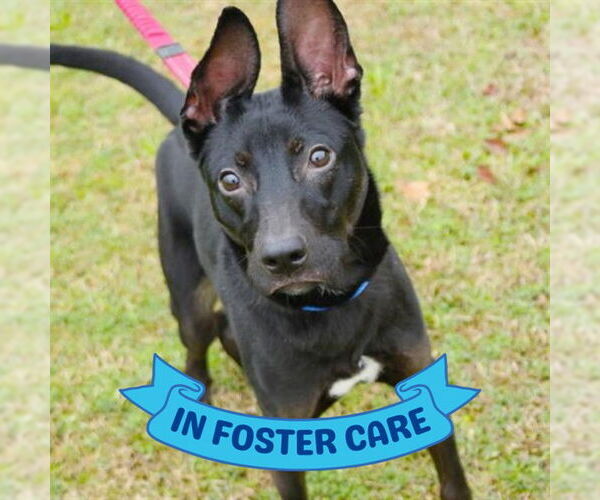 Medium Photo #3 Feist Terrier-Labrador Retriever Mix Puppy For Sale in Tallahassee, FL, USA