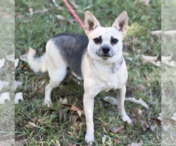 Medium Photo #2 Chihuahua Puppy For Sale in Yardley, PA, USA