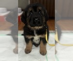 Image preview for Ad Listing. Nickname: Yellow collar