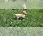 Small Photo #18 Goldendoodle Puppy For Sale in JEDDO, MI, USA
