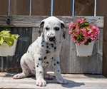 Puppy Brady Dalmatian