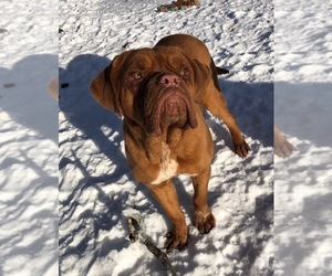 Dogue de Bordeaux Puppy for sale in SAVOY, MA, USA
