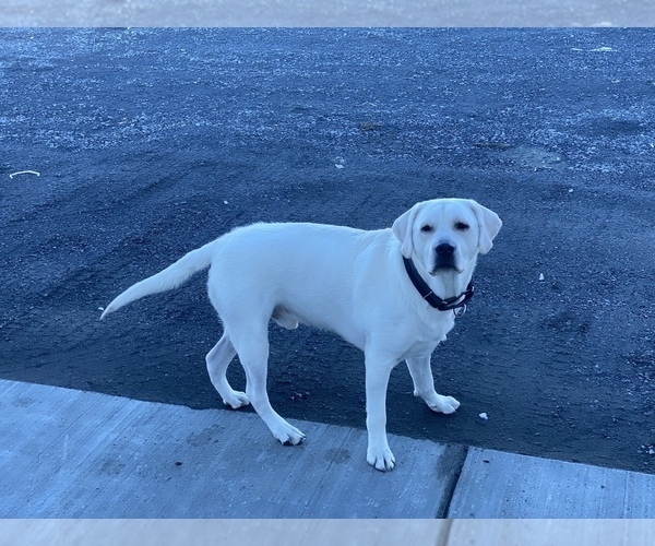 Medium Photo #3 Labrador Retriever Puppy For Sale in MOSES LAKE, WA, USA