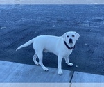Small Photo #3 Labrador Retriever Puppy For Sale in MOSES LAKE, WA, USA