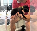 Small Photo #35 Cane Corso Puppy For Sale in REEVESVILLE, SC, USA