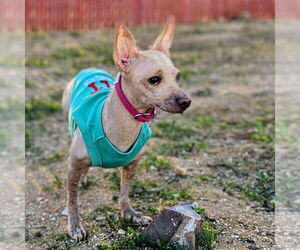 Mutt Dogs for adoption in Vail, AZ, USA