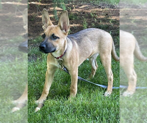 Medium Photo #2 Mutt Puppy For Sale in Genesee, WI, USA