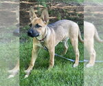 Small #1 Mutt