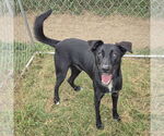 Small #2 German Shepherd Dog Mix