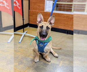 Pembroke Welsh Corgi-Unknown Mix Dogs for adoption in El Centro, CA, USA
