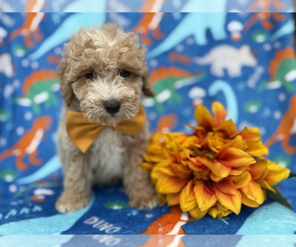 Medium Photo #9 Cock-A-Poo Puppy For Sale in LAKELAND, FL, USA