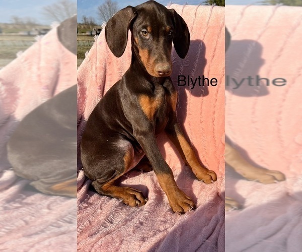Medium Photo #3 Doberman Pinscher Puppy For Sale in POMEROY, OH, USA