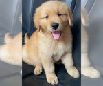 Small Golden Retriever