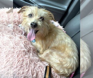Norfolk Terrier-Unknown Mix Dogs for adoption in Boonton, NJ, USA