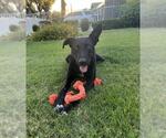 Small Labrador Retriever Mix