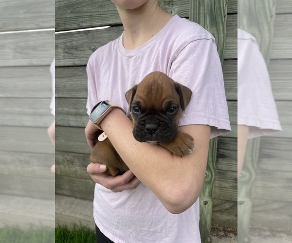 Medium Photo #1 Boxer Puppy For Sale in LINTON, IN, USA