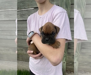 Boxer Puppy for Sale in LINTON, Indiana USA