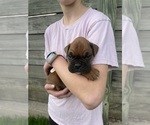 Small Photo #1 Boxer Puppy For Sale in LINTON, IN, USA