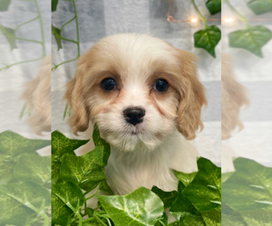 Cavachon Puppy for sale in MARIETTA, GA, USA