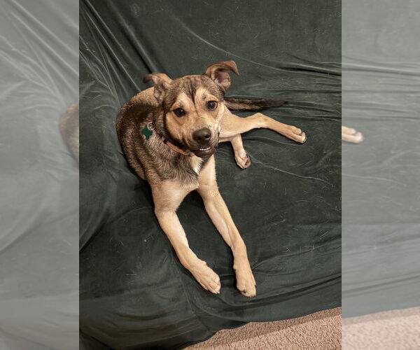 Medium Photo #2 American Pit Bull Terrier-Siberian Husky Mix Puppy For Sale in Springdale, PA, USA