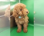 Small #3 Poodle (Miniature)