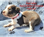 Puppy Red Collar Border Collie