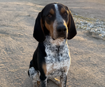 Small Photo #1 Black and Tan Coonhound-Bluetick Coonhound Mix Puppy For Sale in OAK HILLS, CA, USA