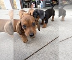 Small #25 Dachshund