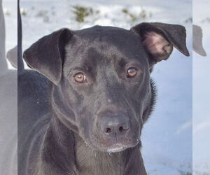 German Shepherd Dog-Unknown Mix Dogs for adoption in Huntley, IL, USA