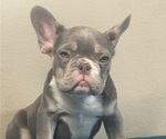 Small Photo #2 French Bulldog Puppy For Sale in CHARLOTTE, NC, USA